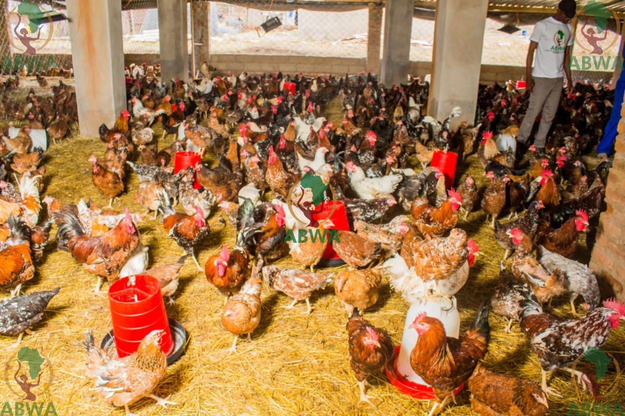 abwa chickens 02